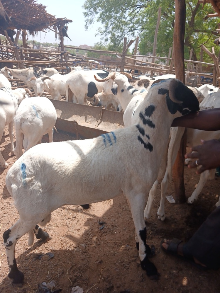 Well-fleshed Bali-Bali ram listed on Garabaly in Bamako