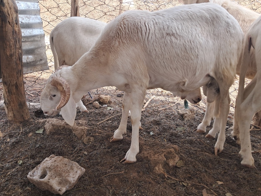 Ram listed on Garabaly in Bamako