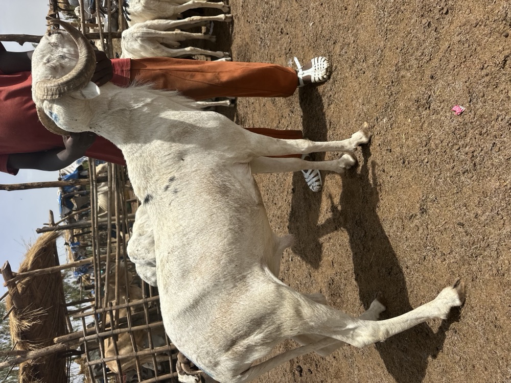 White long-horned Bali-Bali ram, 60 kg, listed on Garabaly in Bamako